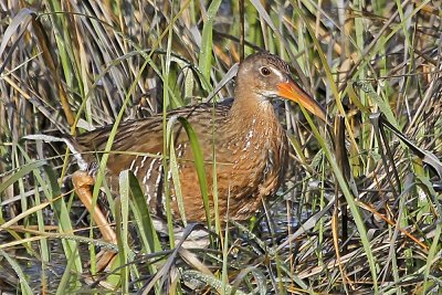 Ridgway's Rail