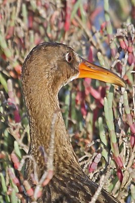 Ridgway's Rail