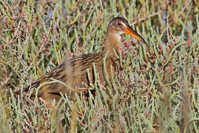 Ridgway's Rail