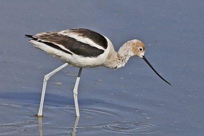 American Avocet