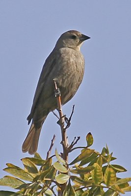 Brown-headed Cowbird
