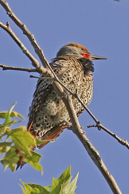 Northern Flicker