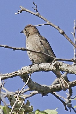 Brown-headed Cowbird