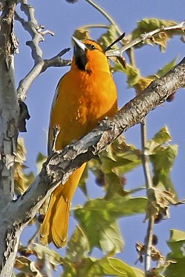 Bullock's Oriole