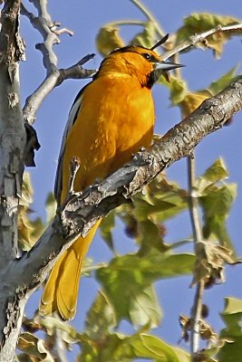 Bullock's Oriole