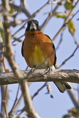 Black-headed Grosbeak