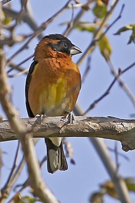 Black-headed Grosbeak