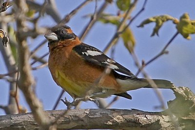 Black-headed Grosbeak
