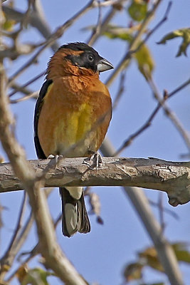 Black-headed Grosbeak