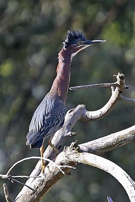 Green-Heron