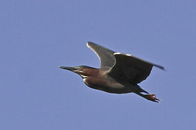 Green-Heron