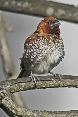 Scaly-breasted Munia