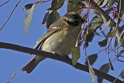 Black-headed Grosbeak