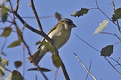 Black-headed Grosbeak