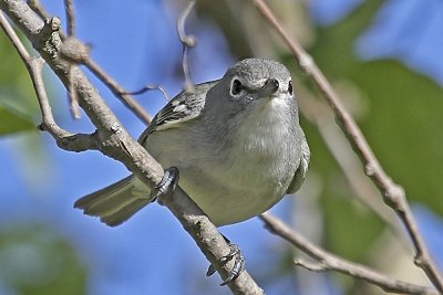 Plumbeous Vireo