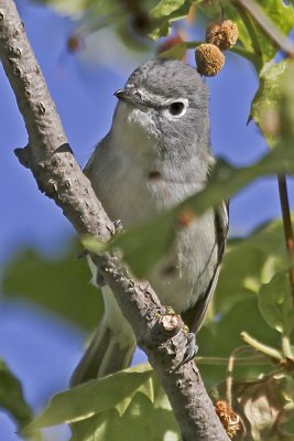Plumbeous Vireo