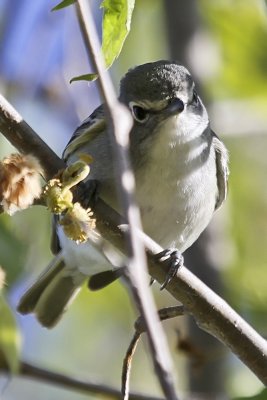 Plumbeous Vireo