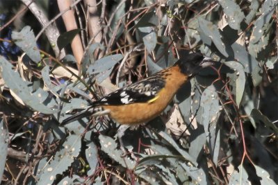 Black-headed Grosbeak