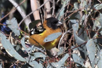 Black-headed Grosbeak