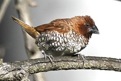 Scaly-breasted Munia