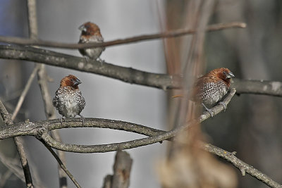 Scaly-breasted Munia