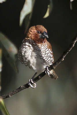 Scaly-breasted Munia