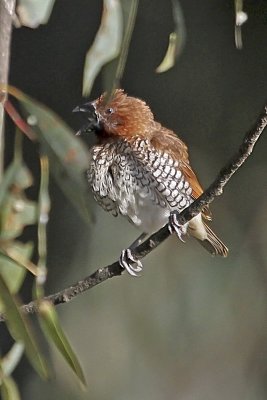 Scaly-breasted Munia