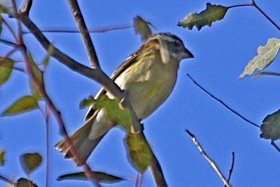 Black-headed Grosbeak