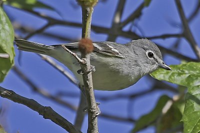 Plumbeous Vireo