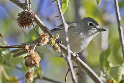 Plumbeous Vireo