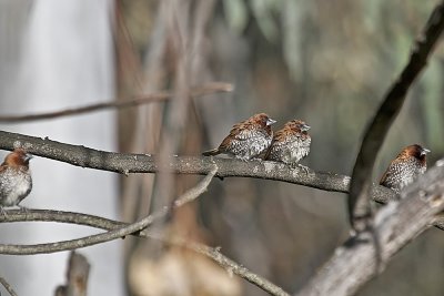 Scaly-breasted Munia