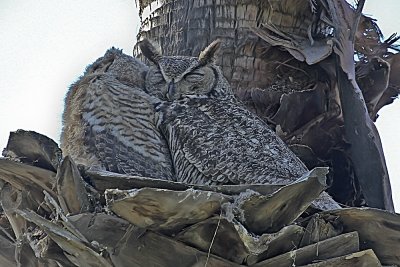 Great Horned Owl