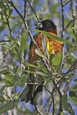 Black-headed Grosbeck