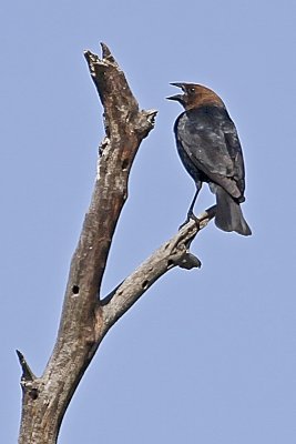 Brown-headed Cowbird