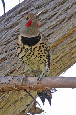 Northern Flicker