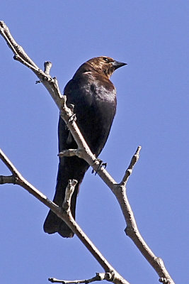 Brown-headed Cowbird