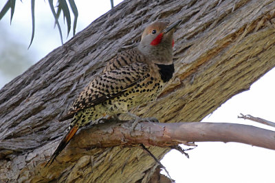 Northern Flicker