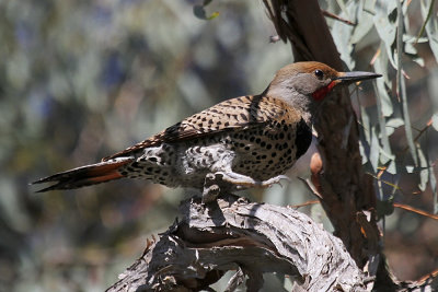 Northern Flicker