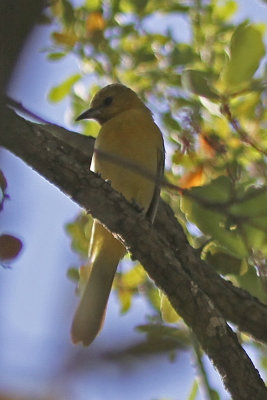 Hooded Oriole