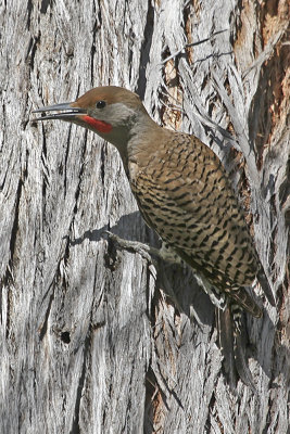 Northern Flicker