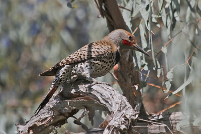 Northern Flicker
