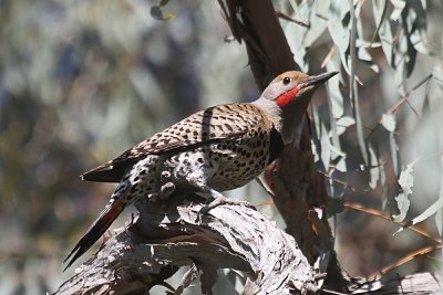 Northern Flicker