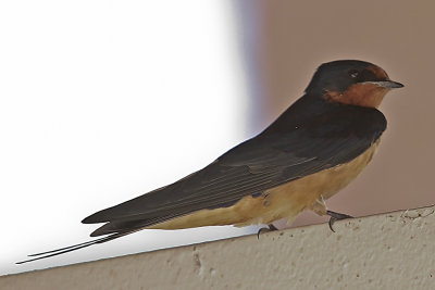 Barn Swallow
