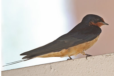 barn swallow 04.jpg