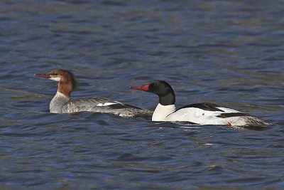 Common Merganser