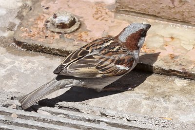 Black-throated Sparrow