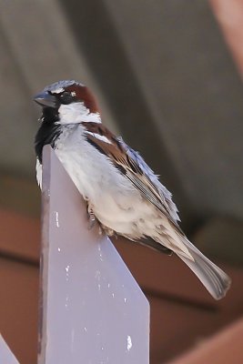 Black-throated Sparrow