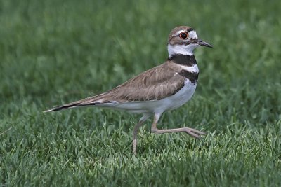 Kildeer