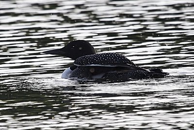Common Loon