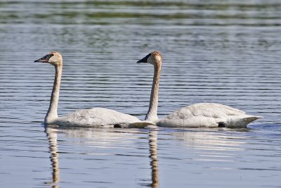 Trumpeter Swan